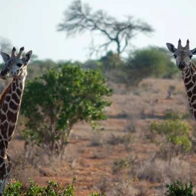 Kenya Tsavo Est 229
