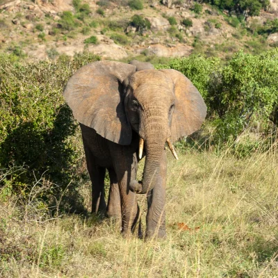 Kenya Tsavo Est 119