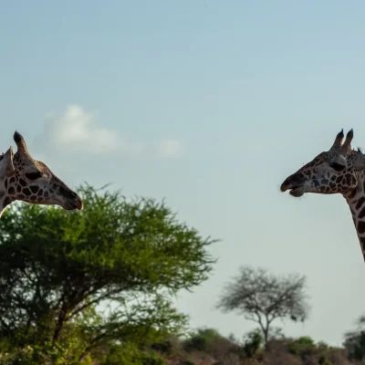 Kenya Tsavo Est 231