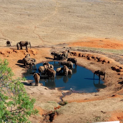 Kenya Tsavo Est 256