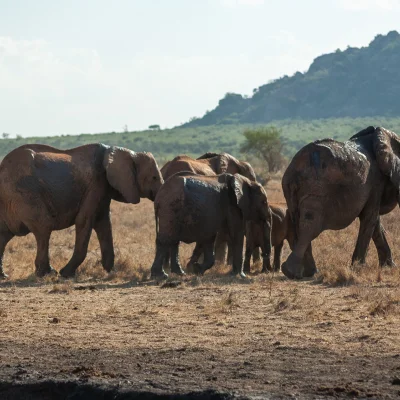 Kenya Tsavo Est 106