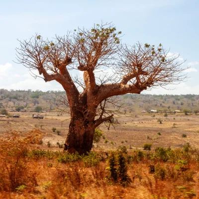 Kenya Tsavo Est 320