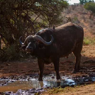 Kenya Tsavo Est 238