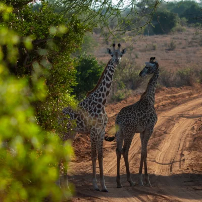 Kenya Tsavo Est 223