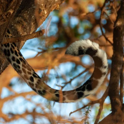 Kenya Tsavo Est 210