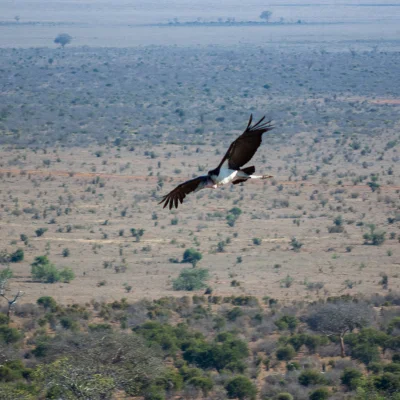 Kenya Tsavo Est 260