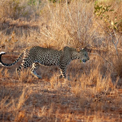 Kenya Tsavo Est 197