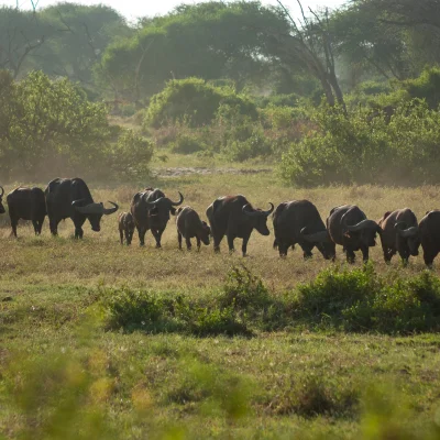 Kenya Tsavo Est 217