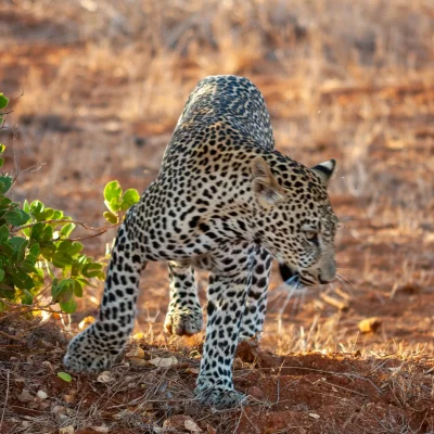 Kenya Tsavo Est 199
