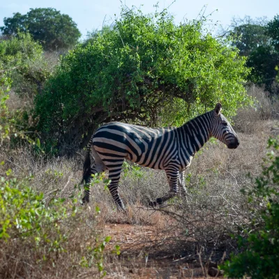 Kenya Tsavo Est 235