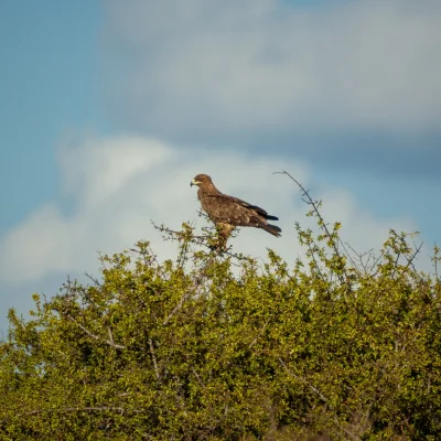 Kenya Tsavo Est 136