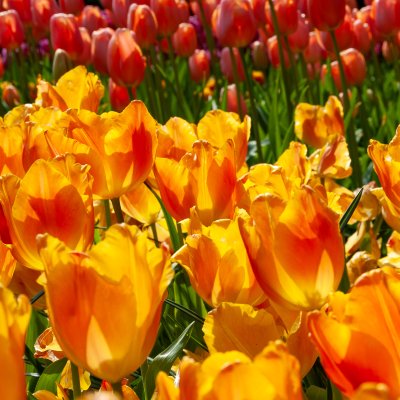 Keukenhof 2014