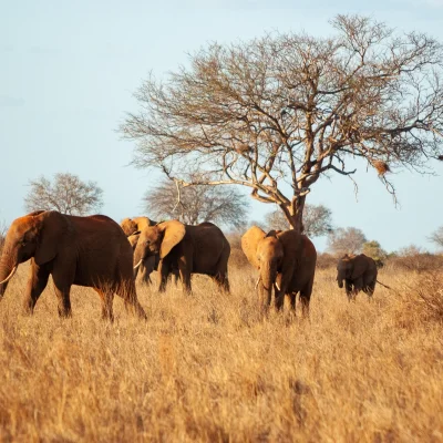 Kenya Tsavo Est 153
