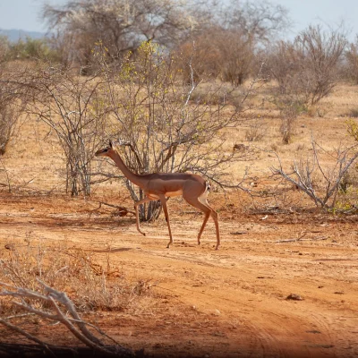 Kenya Tsavo Est 001