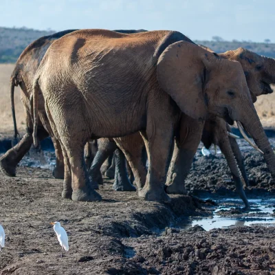 Kenya Tsavo Est 103