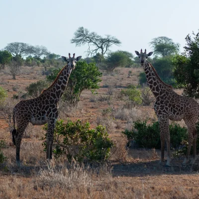 Kenya Tsavo Est 228
