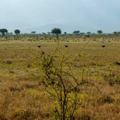 Kenya Tsavo Est 127