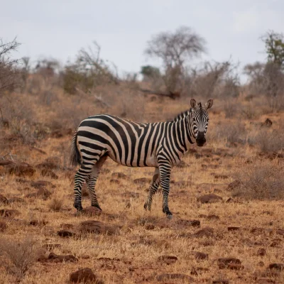 Kenya Tsavo Est 030