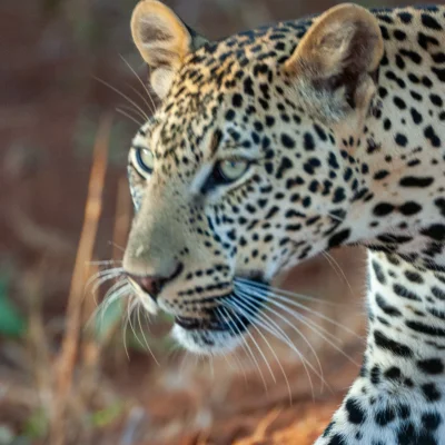 Kenya Tsavo Est 205