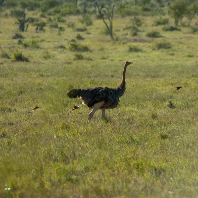 Kenya Tsavo Est 128