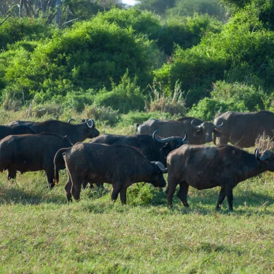Kenya Tsavo Est 219