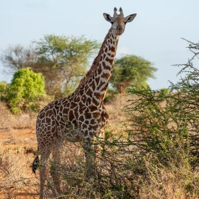 Kenya Tsavo Est 222