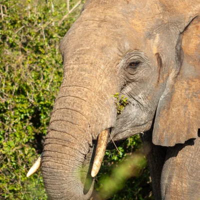 Kenya Tsavo Est 121