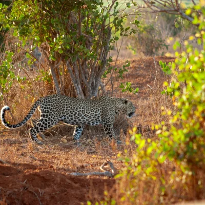 Kenya Tsavo Est 194