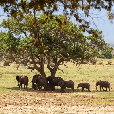 Kenya Tsavo Est 050