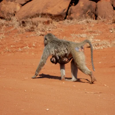 Kenya Tsavo Est 280
