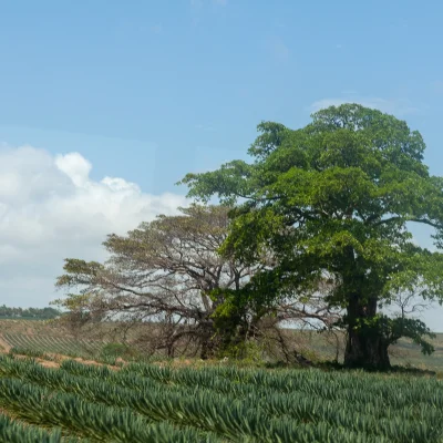 Kenya 010