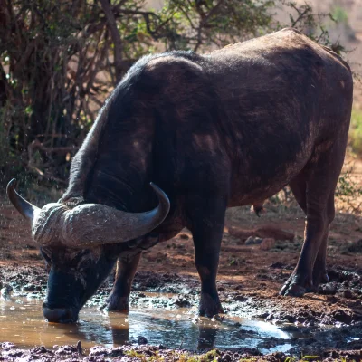 Kenya Tsavo Est 241