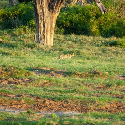 Kenya Tsavo Est 163