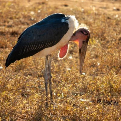 Kenya Tsavo Est 146