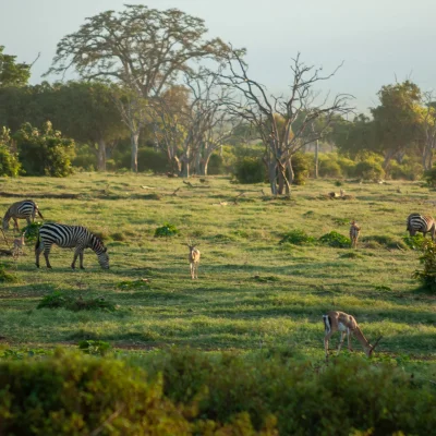 Kenya Tsavo Est 162