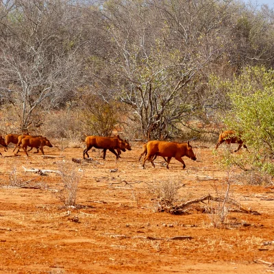 Kenya Tsavo Est 004